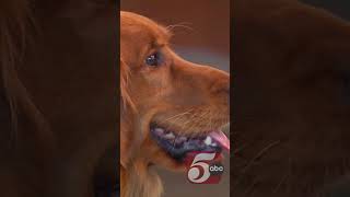 Therapy dog at Twin Cities hospital diagnosed with incurable cancer