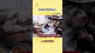 大狗狗真的满满的安全感 #狗狗 #阿拉斯加 #狗子成精了