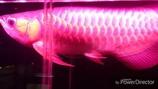 超龍王系列 - 熾焰辣椒紅龍  arowana fish アロワナ　エンドリケリー　古代魚