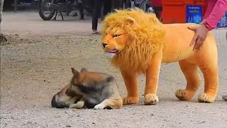 Troll Prank Dog Funny   fake Lion and Fake Tiger Prank To dog   Huge Box Prank to dog