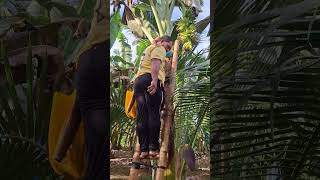 lakatan banana farming #bananafarming #lakatanbananafarming #farming #farmingtips