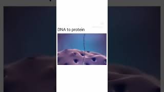 DNA to protein, translation and transcription process animation #biology #biologynotes