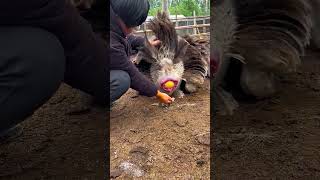 Wow, Camels Givings Big Size Egg | The view of camels laying eggs