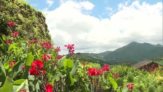 赤や黄色の花々　日南市の坂元棚田を彩る「カンナの花」