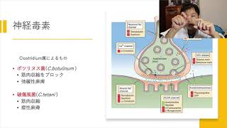 【だれでもわかる細菌学講義 第５回】細菌の毒素
