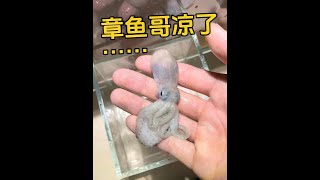 最后真的万不得已了… #章鱼哥 #海绵宝宝 #养鱼日记 #海缸日记 #比奇堡
