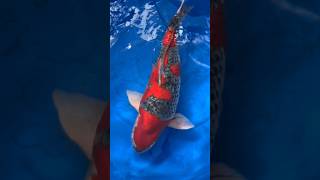🚀Shipping out some MONSTER koi #koi #fish #japanesekoi #carp