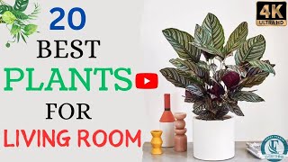 20 Best Plants for Your Living Room | Everything About Plants.