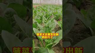 菠菜也可以多茬采收只需要这样做 #农业种植 #种植小技巧 #关注我一起学种菜 #自己种的纯天然的绿色蔬菜 #菠菜种植