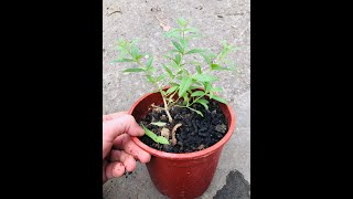 簡單種檸檬馬鞭 Easy Lemon Verbena