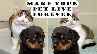 Want Your Pet To Live Forever? Here's How: Pet Cloning