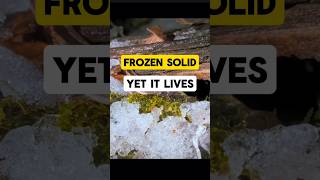This frog freezes solid and still survives #frog #frozen #facts