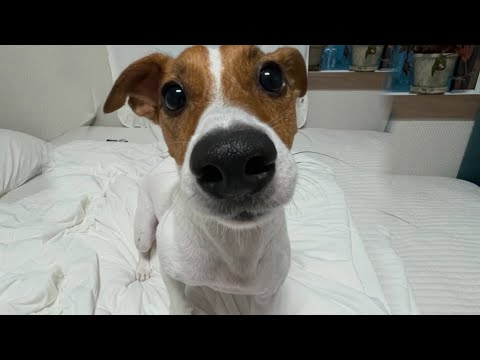 Laugh Till You Cry With These Funny Animal Videos! 🤣