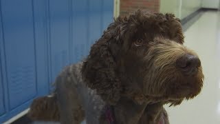 Therapy dogs used to address school stress, anxiety
