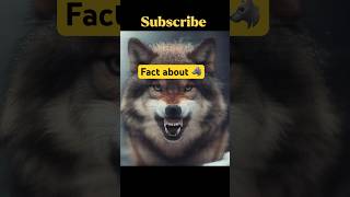 Fact about wolf 🐺 #YouTubeShorts  #FactShorts  #DailyFacts  #ShockingFacts  #AmazingFacts