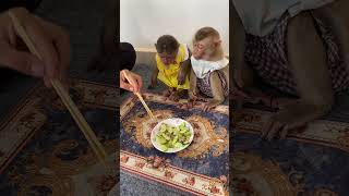 Monkey Learns to Clean?! 😱🧹🙈 #TooCute #DailyFunny