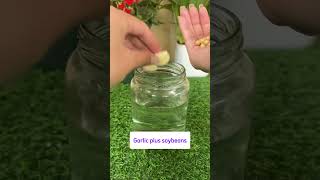 Rice water is potassium fertilizer #gardentips #gardencare #garden #planttips #plantcare #fertilizer