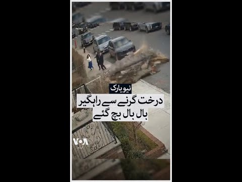 Video Captures Falling Tree Barely Missing Pedestrians in New York | VOA Urdu