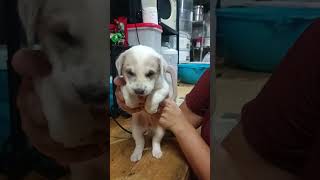 #cutepuppy #doglove