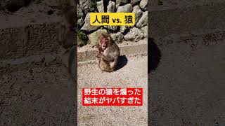 【衝撃】野生の猿を煽った人間の末路がヤバすぎた！？絶対に負けられない猿と人間の戦い！ #shorts #shortvideo #猿