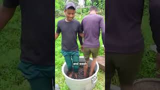How Makhana Is Made? Foxnut