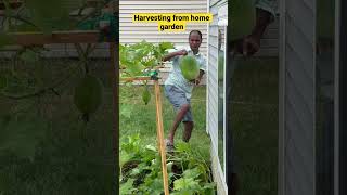 Harvesting ash gourd from home garden #harvest #homegarden #ashgourd #usa #teluguvlogs #homegrown