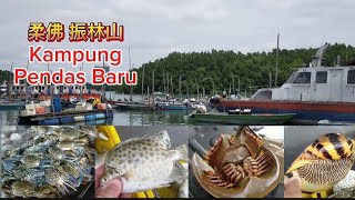 柔佛 振林山 Kampung Pendas Baru | 鱼货新鲜 | 买鱼好去处 | Gelang Patah | Johor @saffron2812