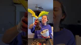 A sago palm rescue that I wasn’t looking forward to. #sagopalm #plantcare #plantlovers