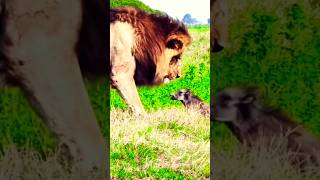 #shortvideo#emotional#lionlife.