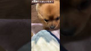 【お願い】なでてほしいチワワ #どうぶつ #大好き #自由 #かわいい #ちわわ大好き #かわいい犬 #ちわわ #チワワ #激しい #チワワとの暮らし #チワワ大好き #shorts #short
