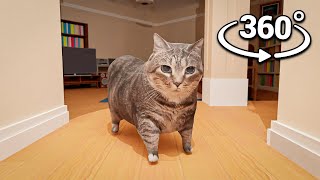 360° OIIAOIIA Cat Breaks into YOUR House!
