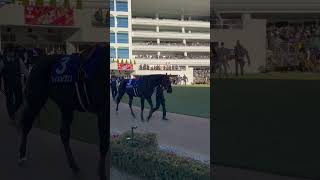2023中山大障害マイネルグロンのパドック #中山大障害　#マイネルグロン　#競馬　#中山競馬場　#ゴールドシップ