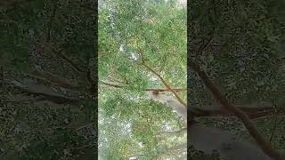 அழகான வேல மரம்