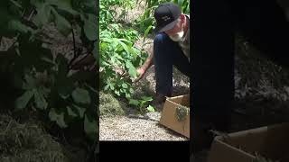 Save money in your garden using a simple box