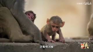 人類將派出間諜打入動物內部，超萌小動物合集