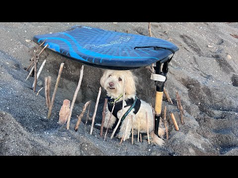 How to make a dog trap to catch a dog by the beach! 🐶