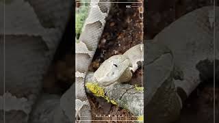 #had #snakes #snakelove #agkistrodon #venom #venomussnake