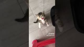 silly kitties!! :3 (read description) |#kitten #sillymoments #sillycats #sillycatsvideo #silly