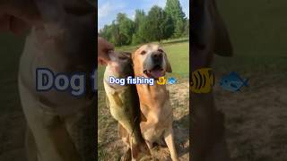 "Unbelievable Moment: The Dog Caught a HUGE Fish! 🐾🐠"#dog #fish