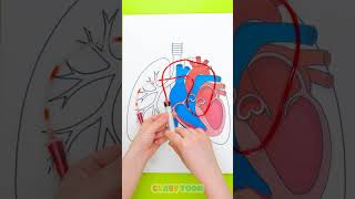 Do You Know ❤️ How Your Heart 🫀 Works? #learning #kidsvideo