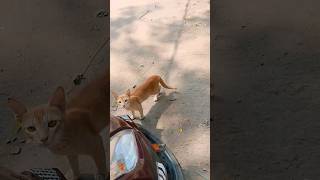 Cat To Dar Gayi #rajarider #odisha