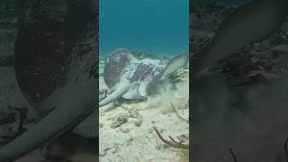 Stingray in Panama (San Blas). #stingray #caribbean #snorkeling