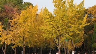 關西賞楓: 大阪紅葉:  1大阪城公園銀杏大道