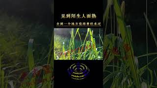 曾仕强老师 : 见到一个陌生人觉得面熟 , 去到一个地方觉得曾经来过  #shorts #修行 #开悟 #觉醒 #智慧