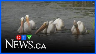 Pelican numbers increasing in Edmonton area