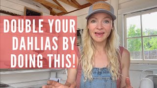 How to pinch dahlias for more flowers!
