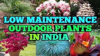 15 low maintenance outdoor plants in india