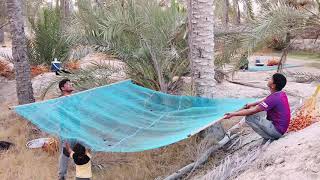 Harvesting dates