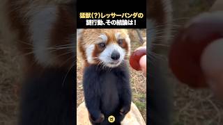 猛獣レッサーパンダの謎行動 😂🫠💘 #動物 #レッサーパンダ