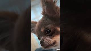 #chihuahua #chihuahuafanatics #halloween #beetlejuice #cutedog @PrincessLunaChihuahua